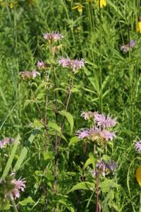 Bee Balm is an easy to grow native plant.jpg